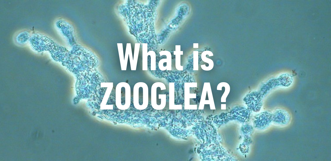 What is Zooglea?