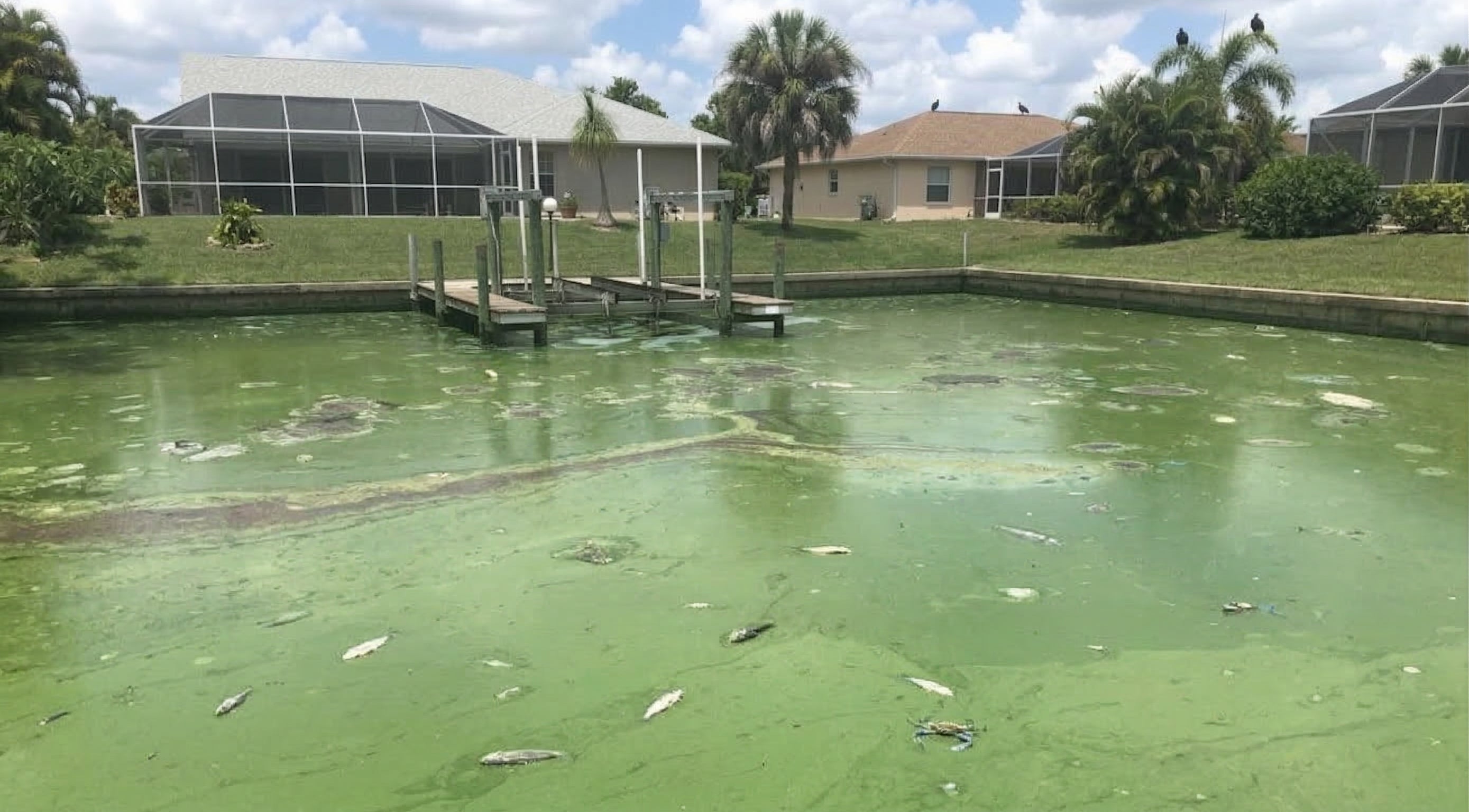 Thick, "guacamole-style" toxic slime in a Florida canal -- the direct result of septic & fertilizer runoff.)